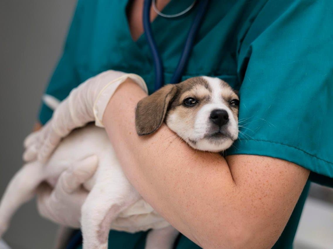 El mejor cuidado para tu mascota, sin salir de casa