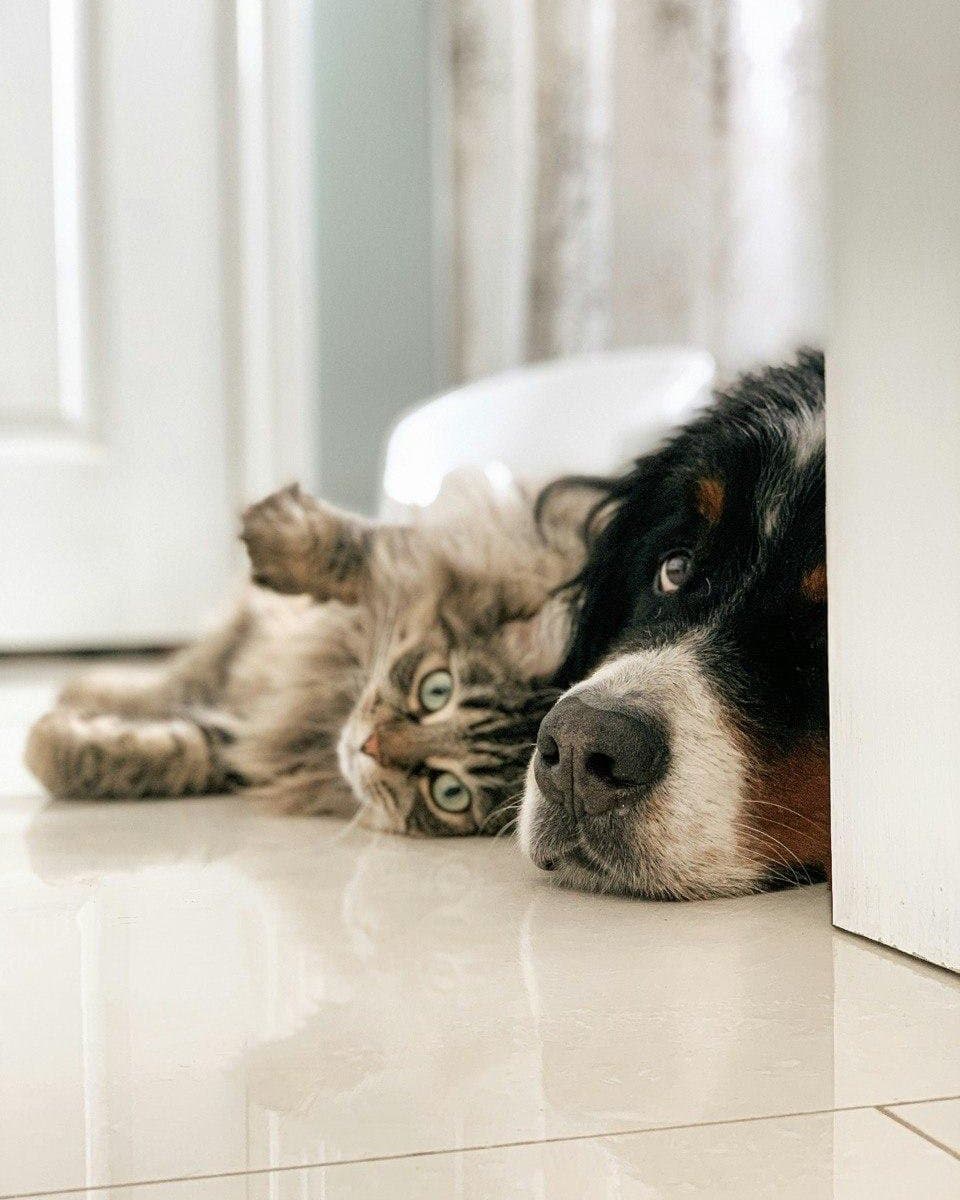 Perro y gato conviviendo tranquilamente en casa